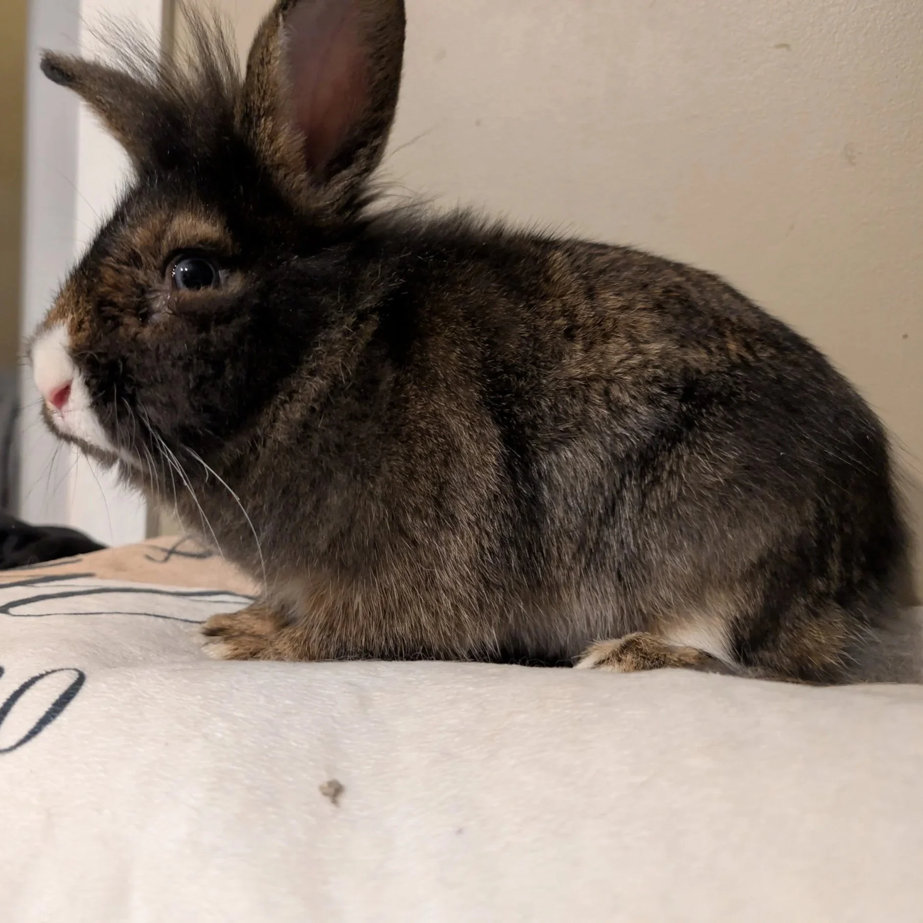 Thumper