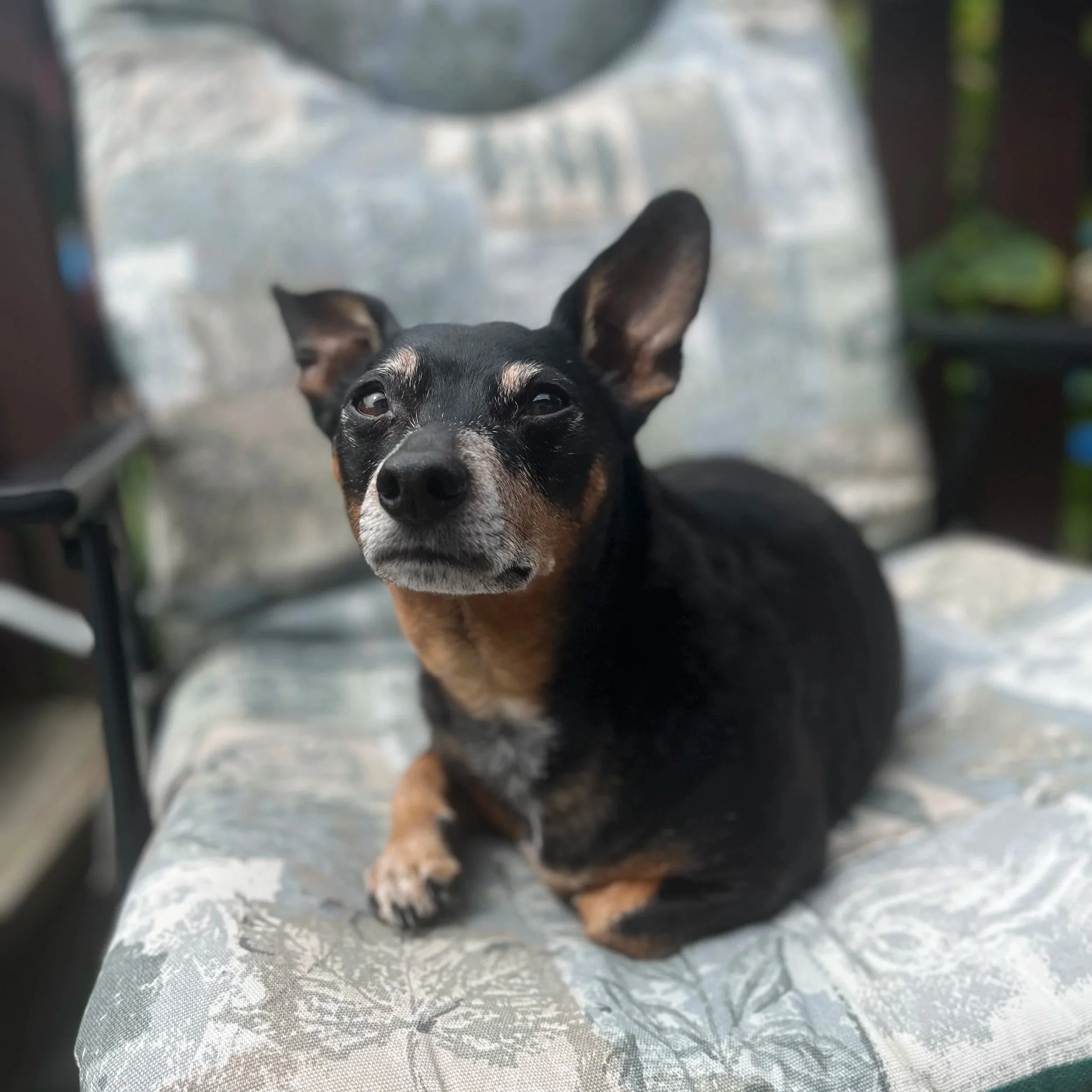 Buddy