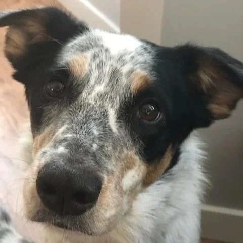 Milo