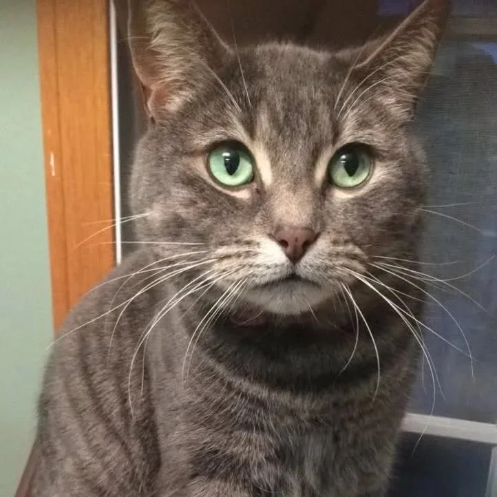 Elsa