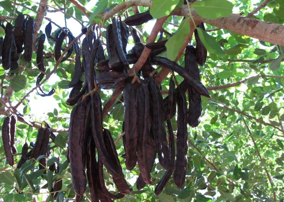 Carob Carats, Diamonds and Gelato — L' Arte della Pasticceria