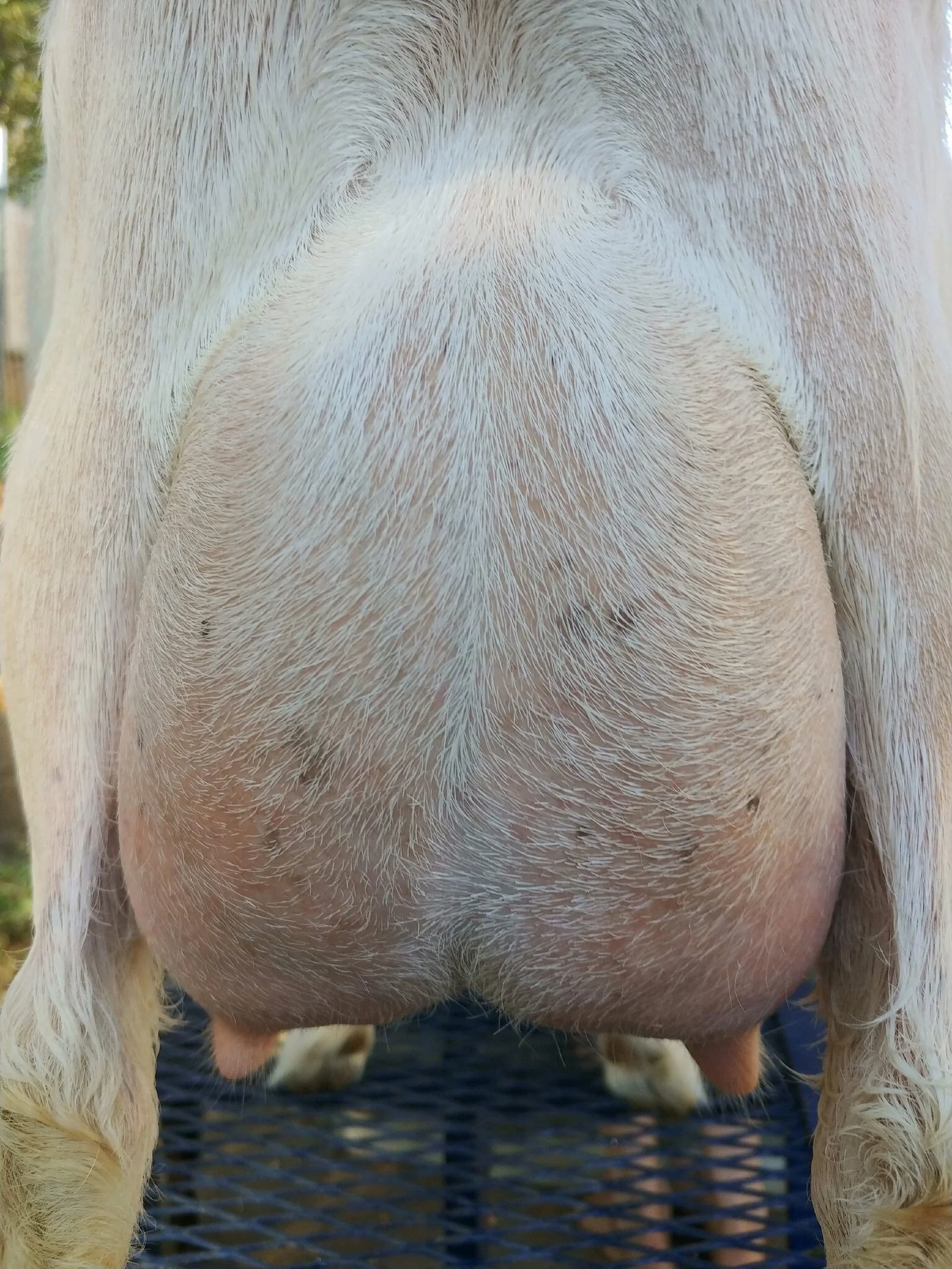 Joie de Vivre SOL Firefly (PC: Graceful Rose Goats)