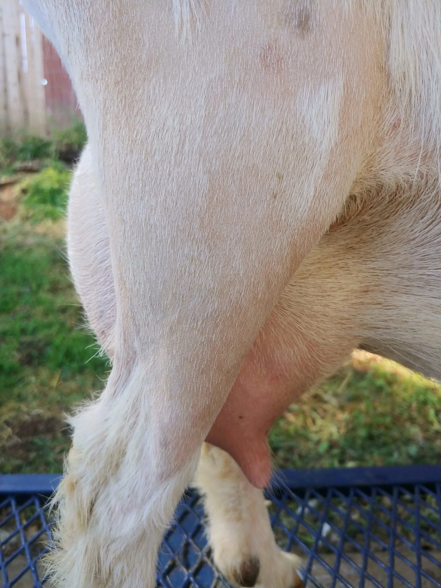 Joie de Vivre SOL Firefly (PC: Graceful Rose Goats)