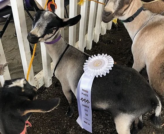 N GoatFarm Udder'ly Glorious (PC: N GoatFarm)