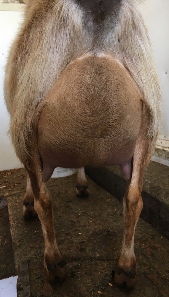 Dam: Fancy Nancy's udder (PC: Rosasharn)