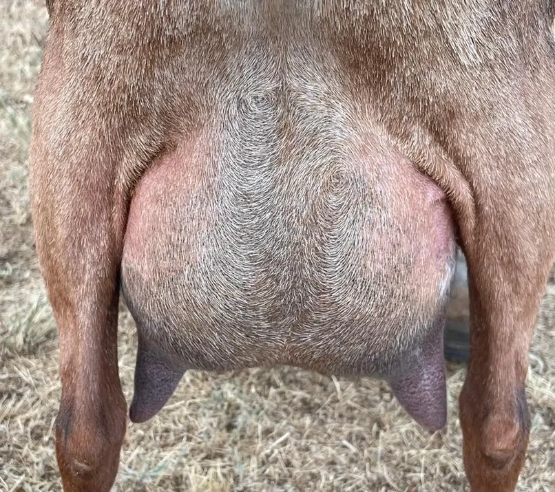 FF Udder (PC: Cascade Valley)