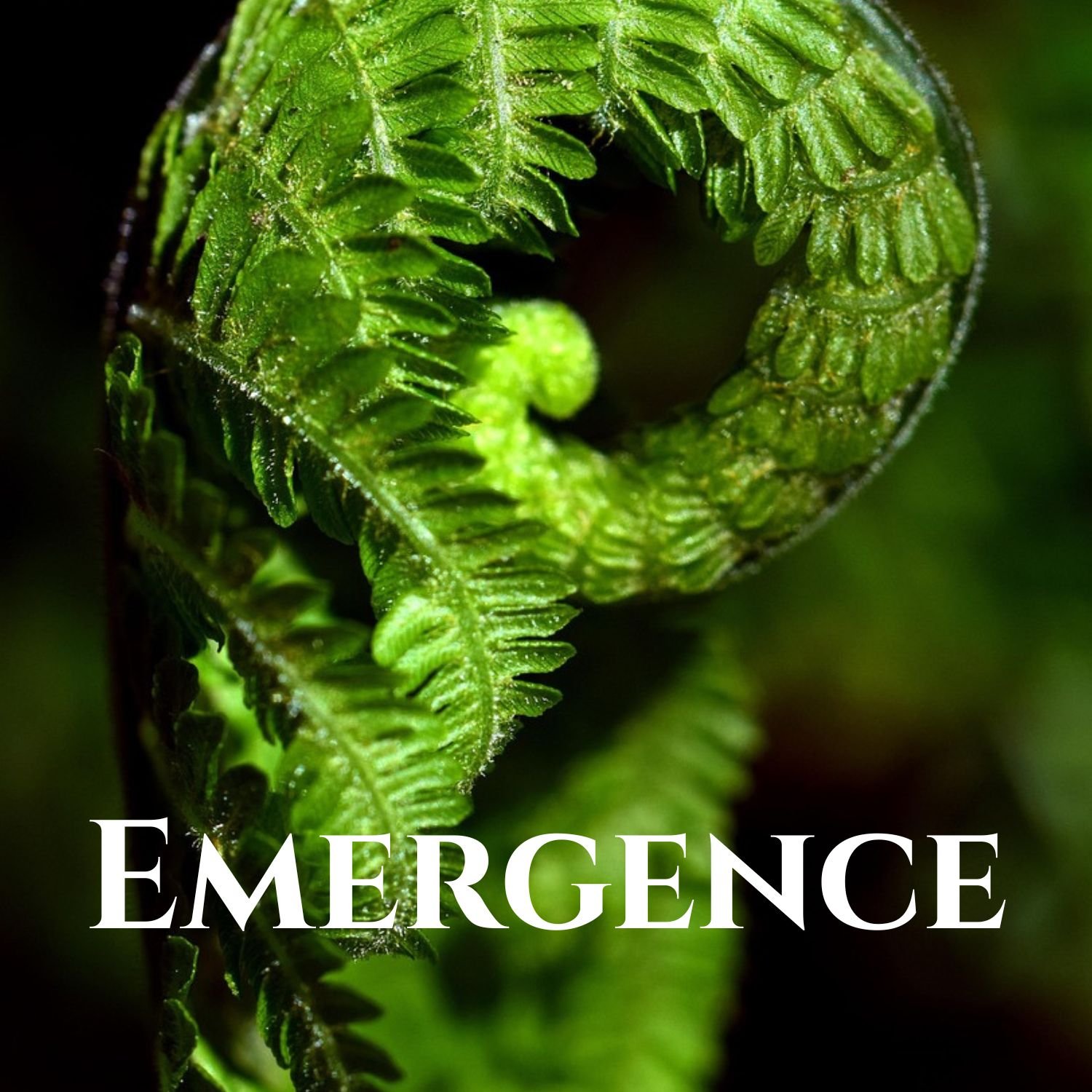 Emergence: An invitation to Tend What is Being Born