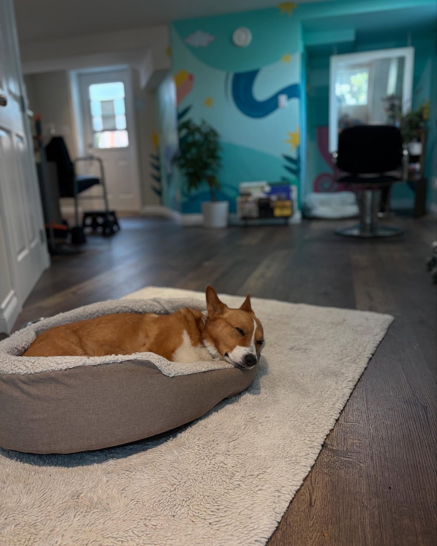 Rue is recovering from surgery! 🐾🤕 
I wanted to let you all know that the beloved hiatus shop dog Rue is in recovery from a recent knee surgery! He is doing well, and getting excellent care - but you may see him a little more whiney, groggy, or con