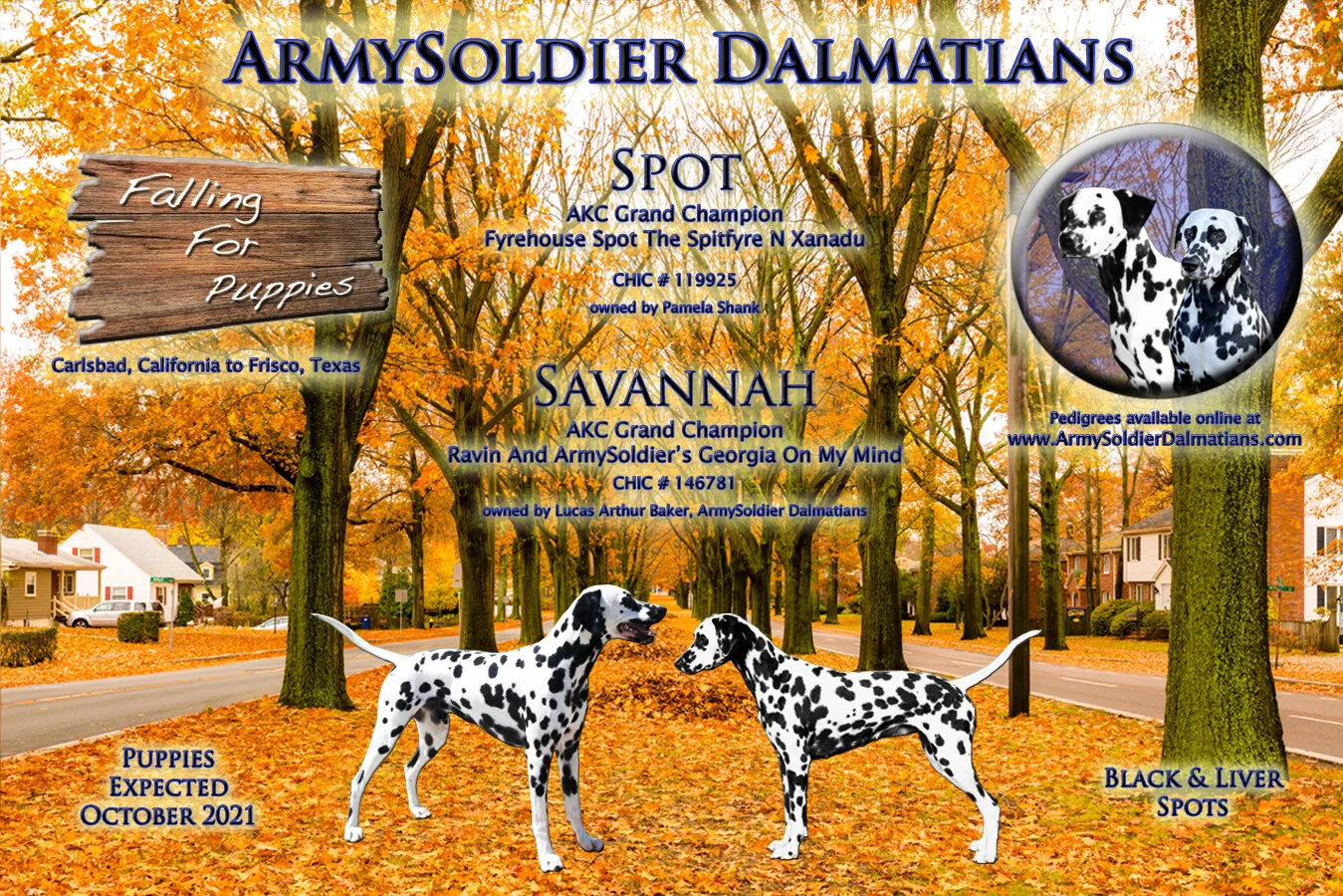 CURRENT LITTERS — ArmySoldier Dalmatians
