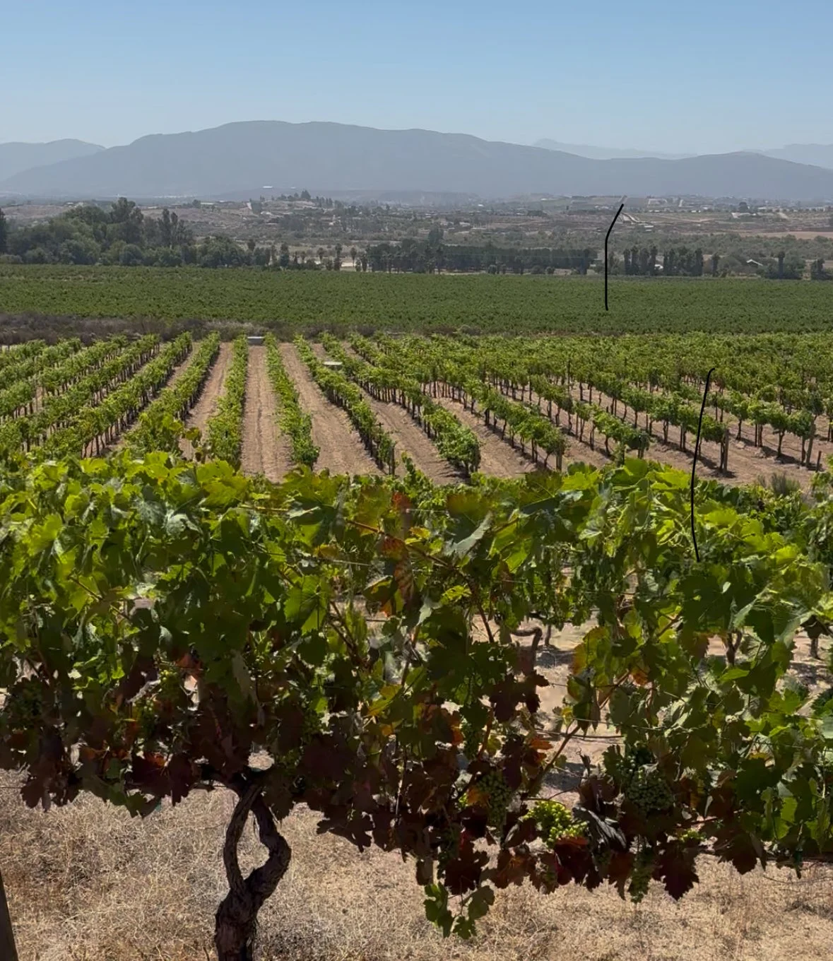 Vist Valle de Guadalupe