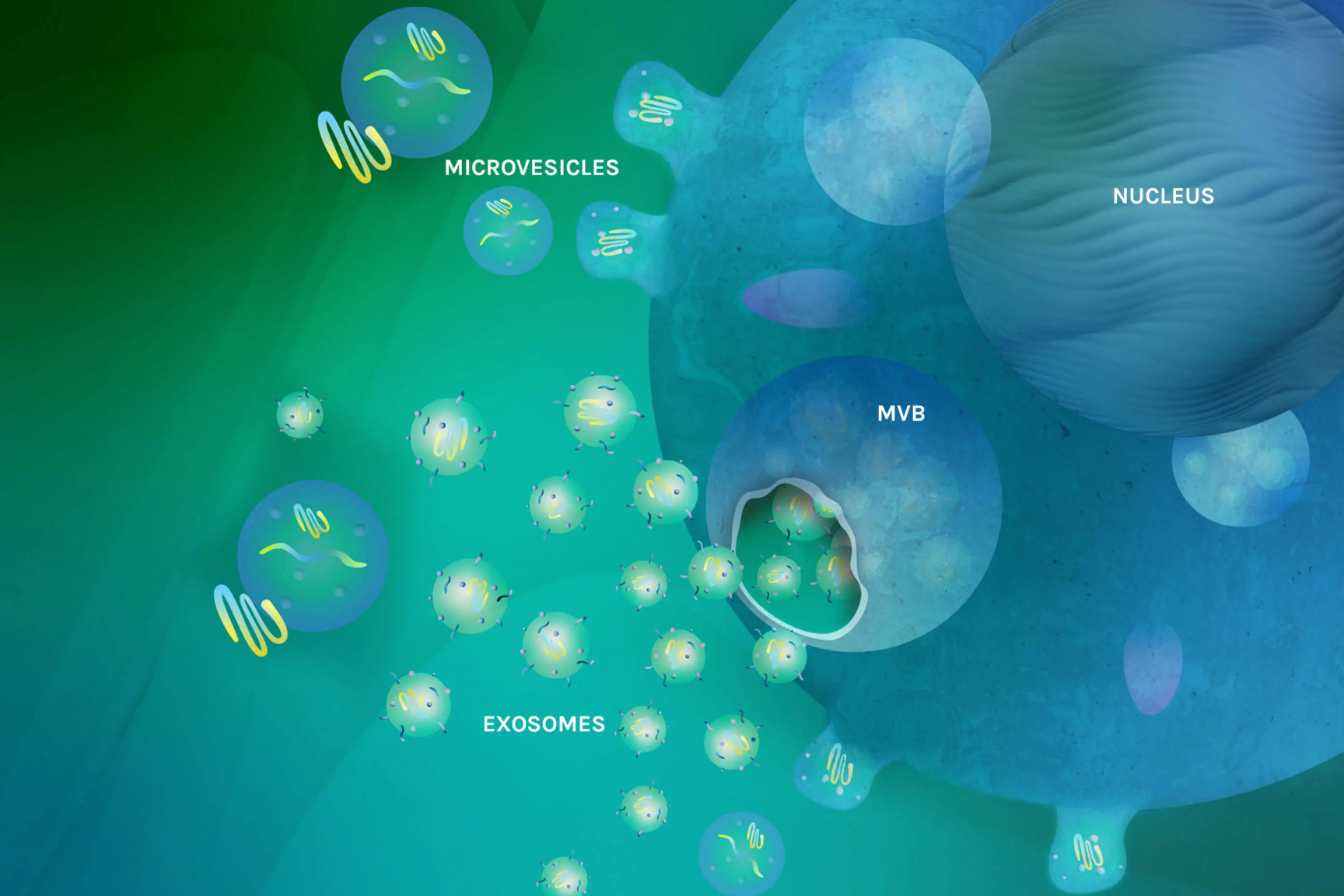 New World Angels Invests $697K in Aegle Therapeutics' Clinical Trials
