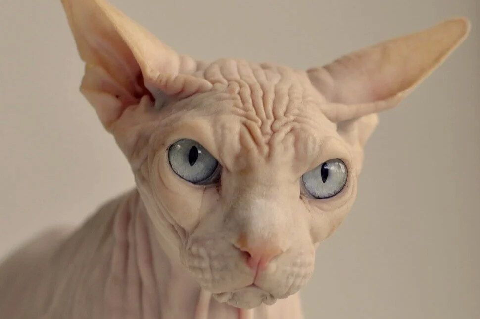 Employee Benefits How to skin a cat. — Foundation Benefits