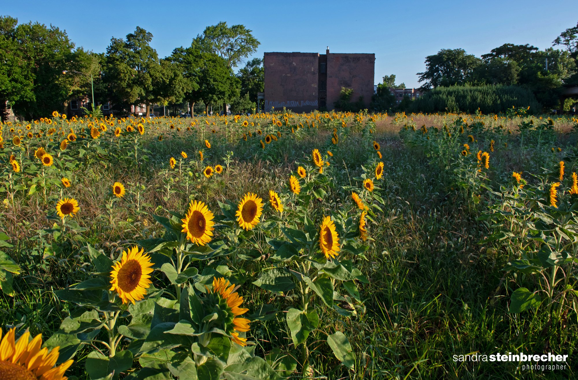 Sunflowers in bloom at 54th St &amp; S Prairie Ave
