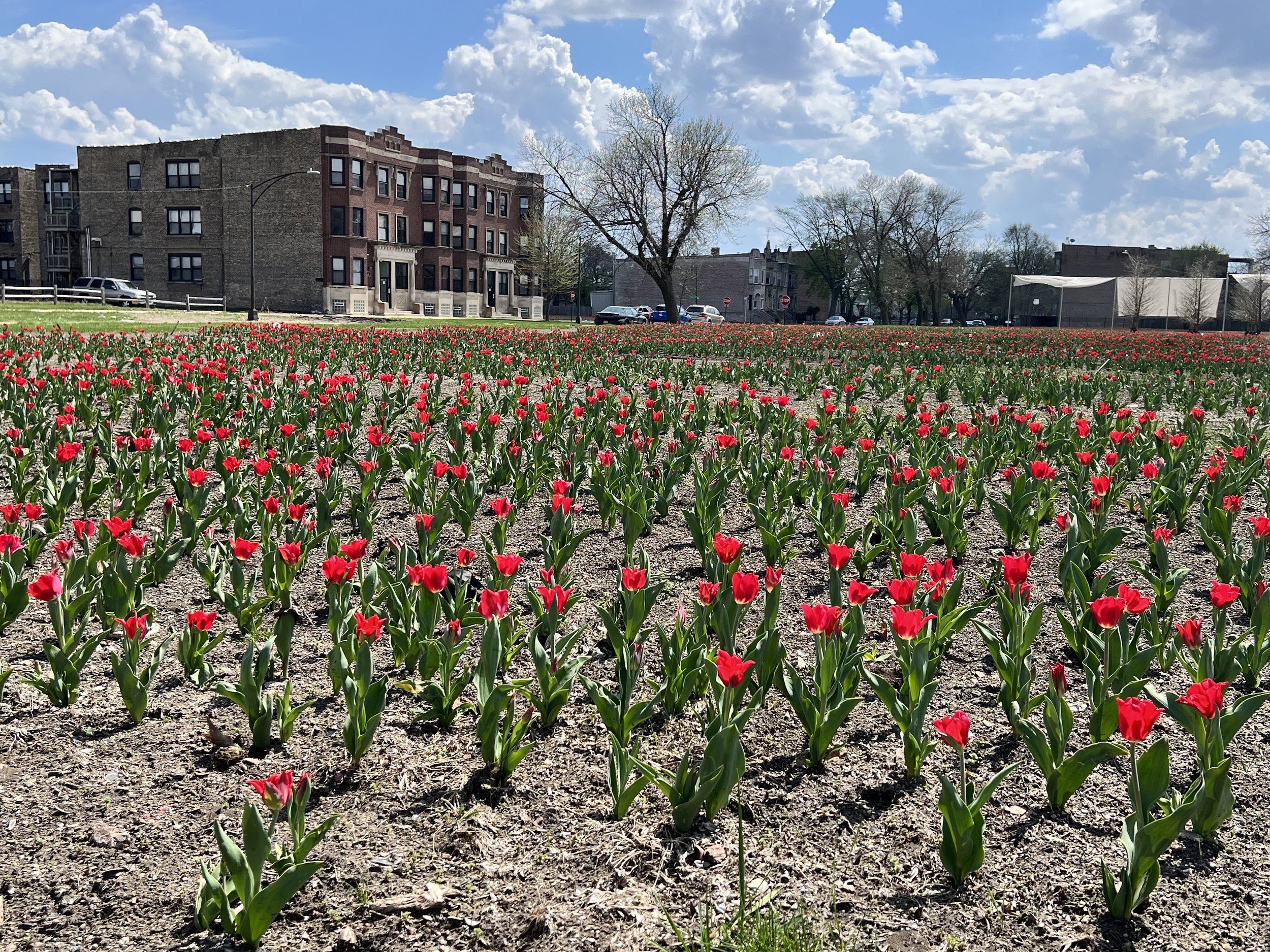 Redefining Redlining tulip field in bloom at 53rd St &amp; S Prairie Ave