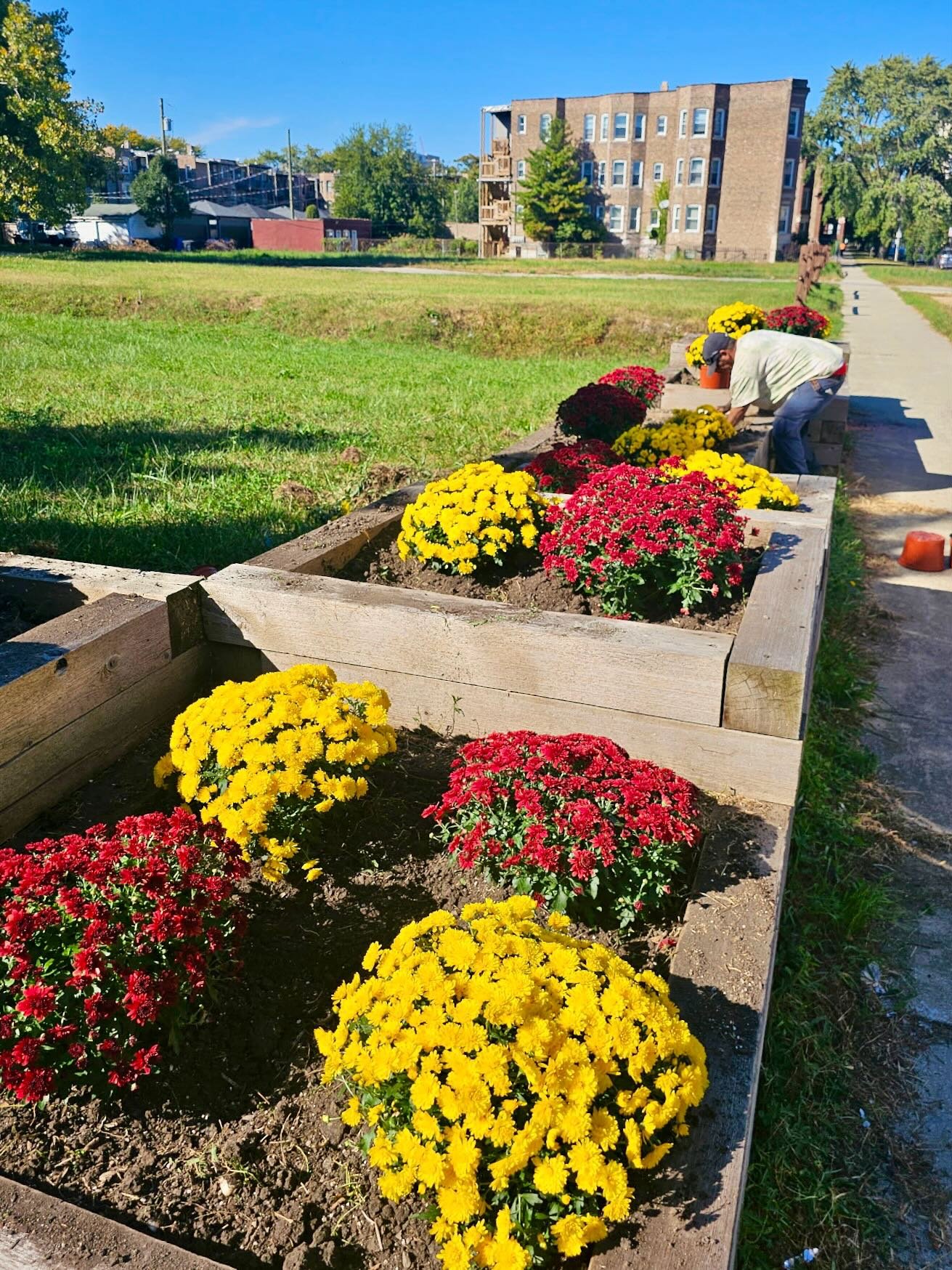 Bringing those fall colors to 63rd St as part of our Terra Firma program to beautify the South Side&rsquo;s vacant land. Got any fall garden projects on your list?