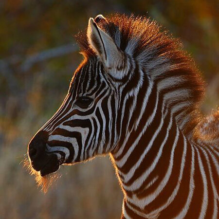 Baby Zebra