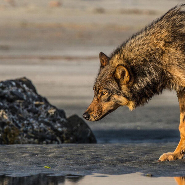 Sea Wolf by Paul Nicklen