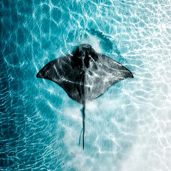 Eagle Ray by unknown