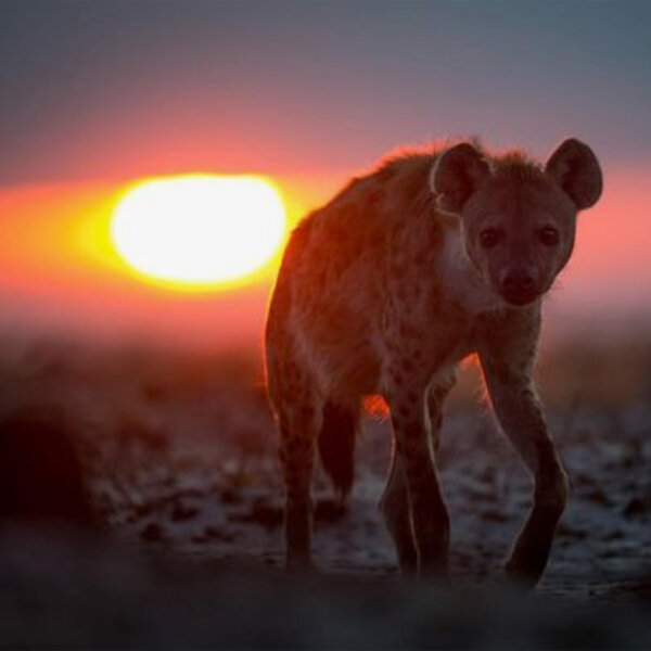 The Guardian by Will Burrard-Lucas