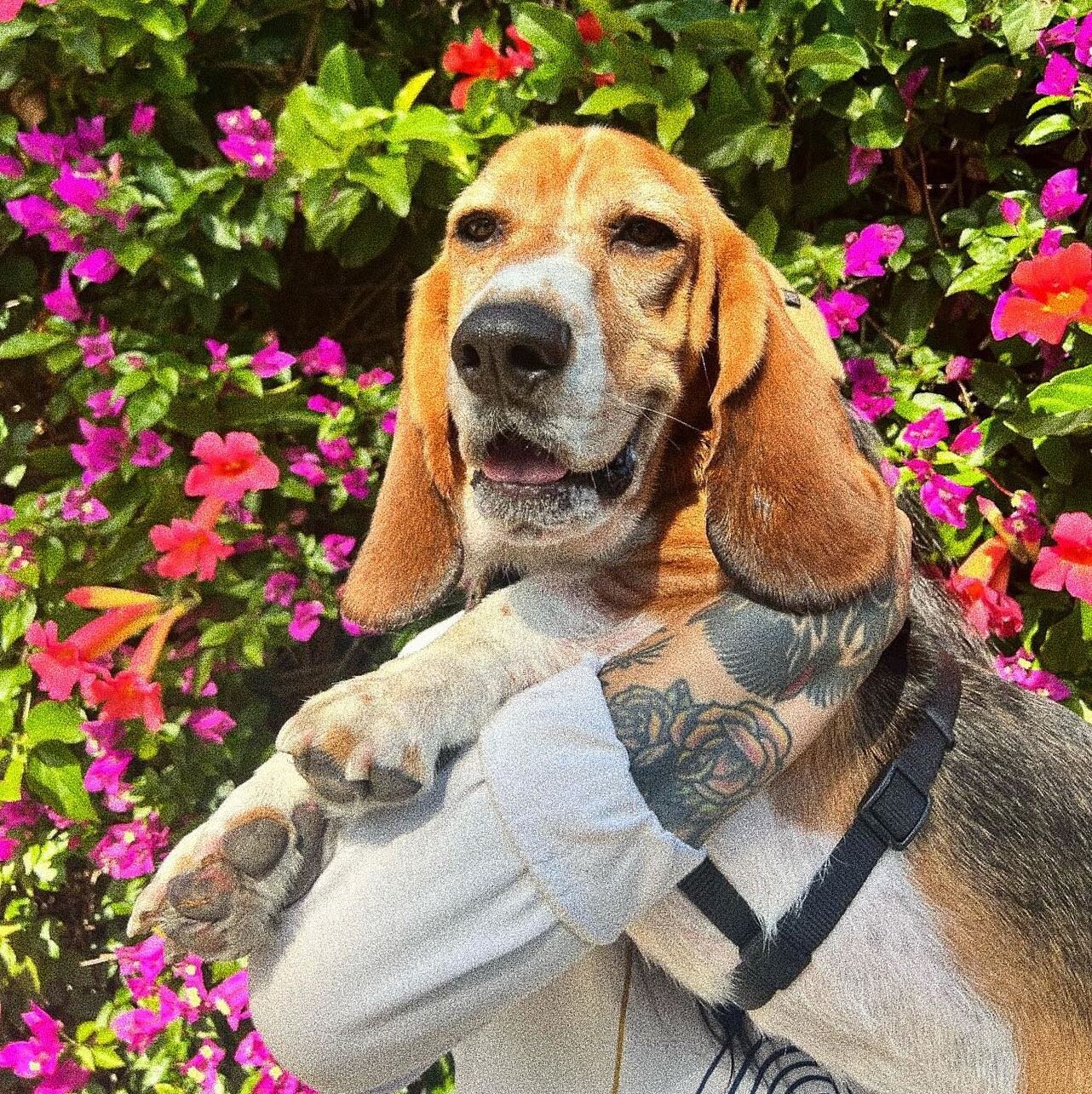 A post dedicated to my lil bestie for his 4th birthday today 🐶🌼 I know my florist homies know this dude bc his morning walks are at the SF flower mart🫶🏽 We love you Lu!!! 

#dogsandflowers #flowerdog #bassethoundsofinstagram #bassethoundlove