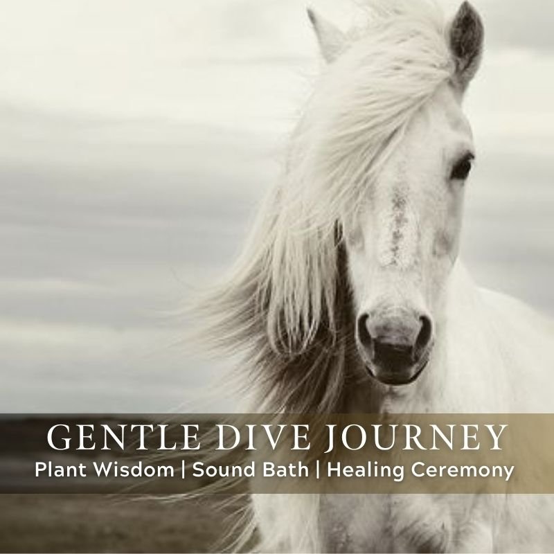 Gentle Dive Journey: Plant Wisdom, Soundbath, Healing Ceremony