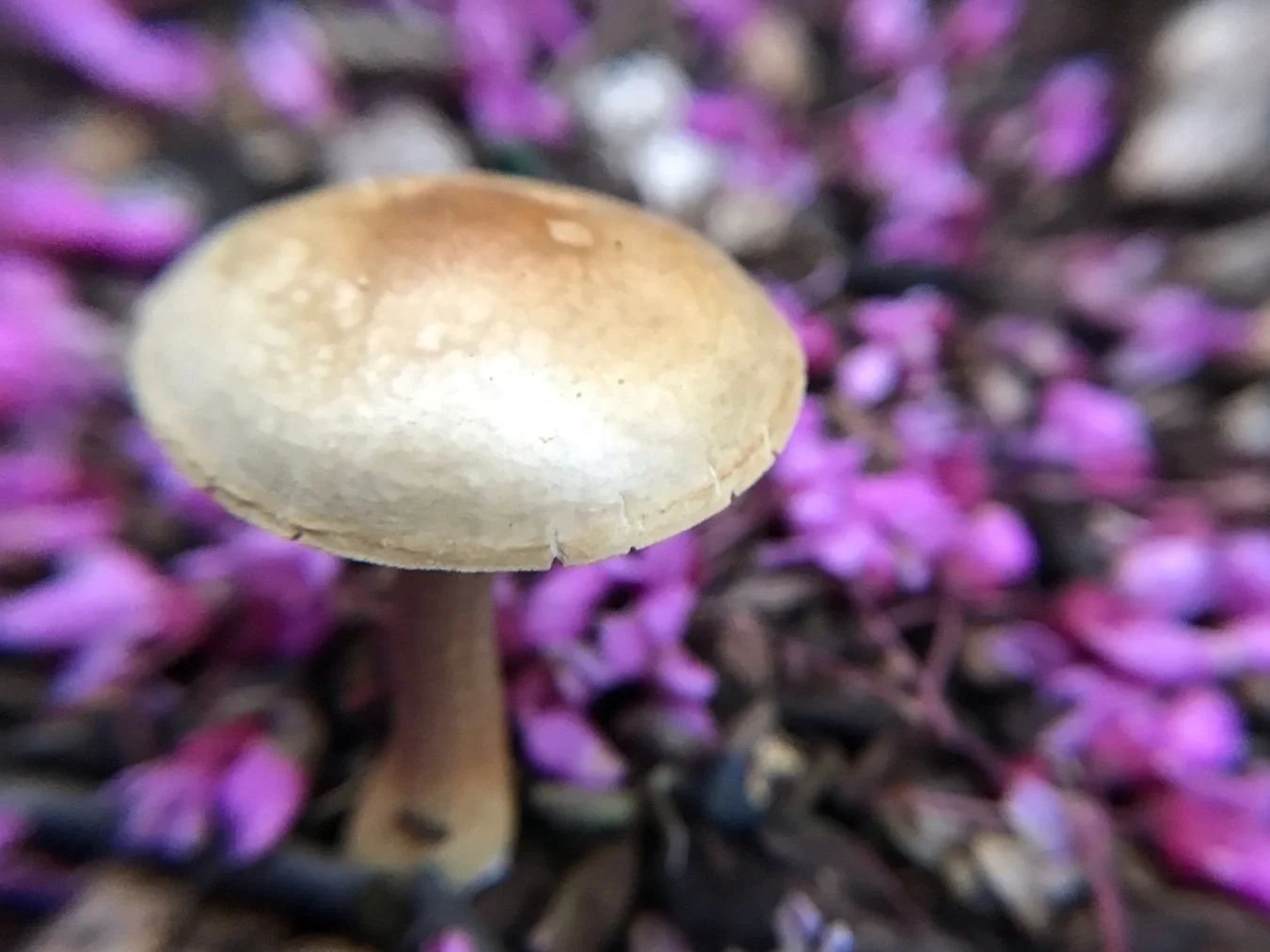 mushroom surrounded by purple flowers