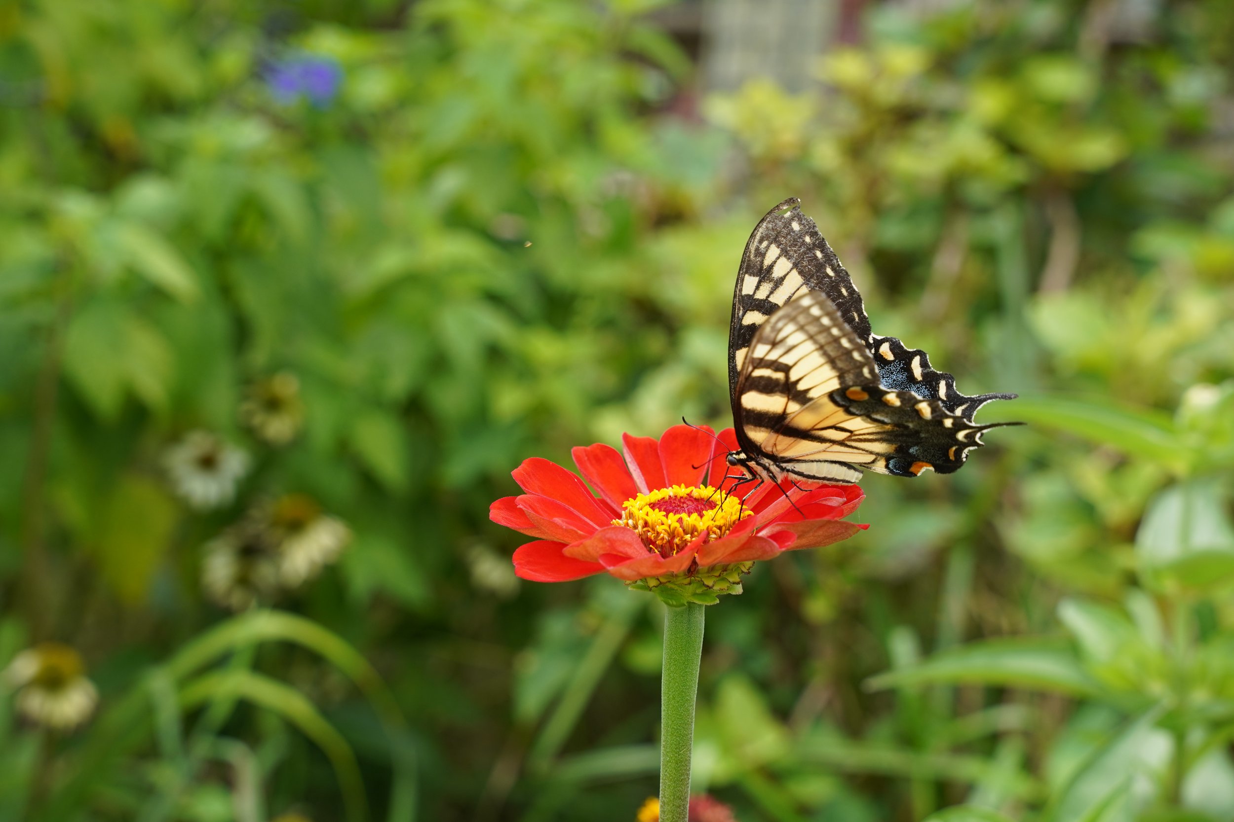 Real Practice, Real Life: Five Essentials for Walking the Path