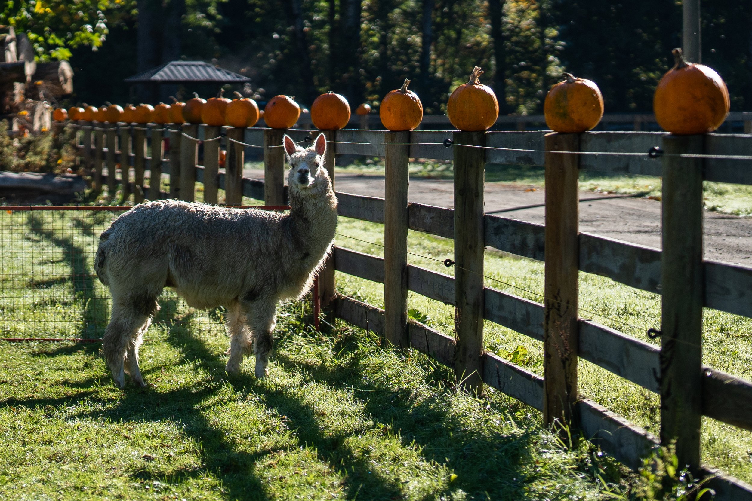 Glacier_Valley_ Farm_Pumpkin_Patch_2023_007.jpg