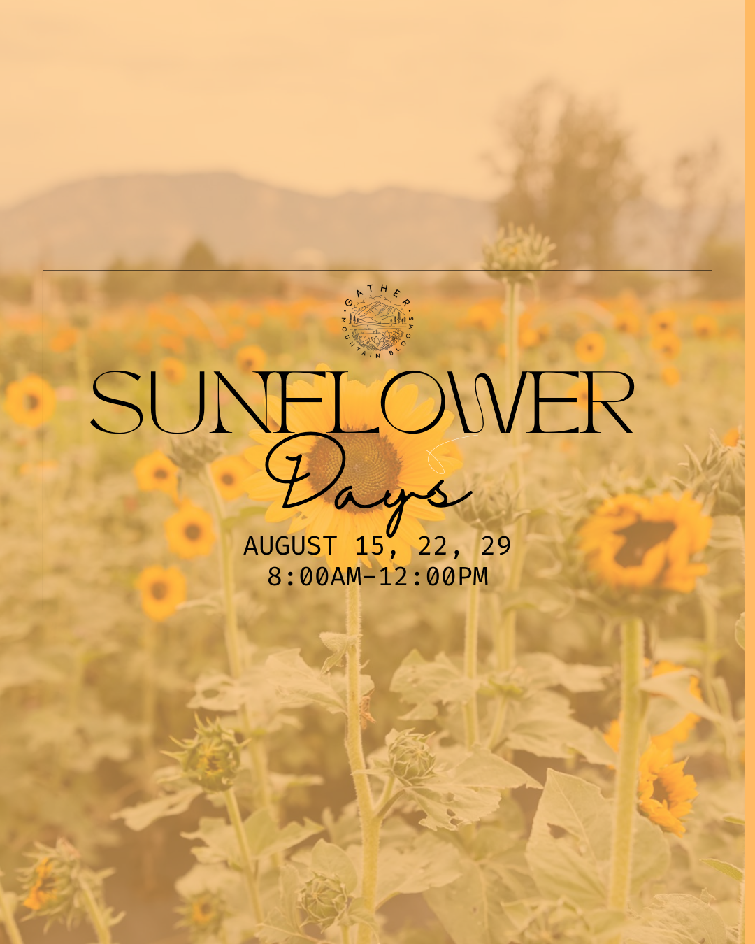 sunflower festival in colorado springs