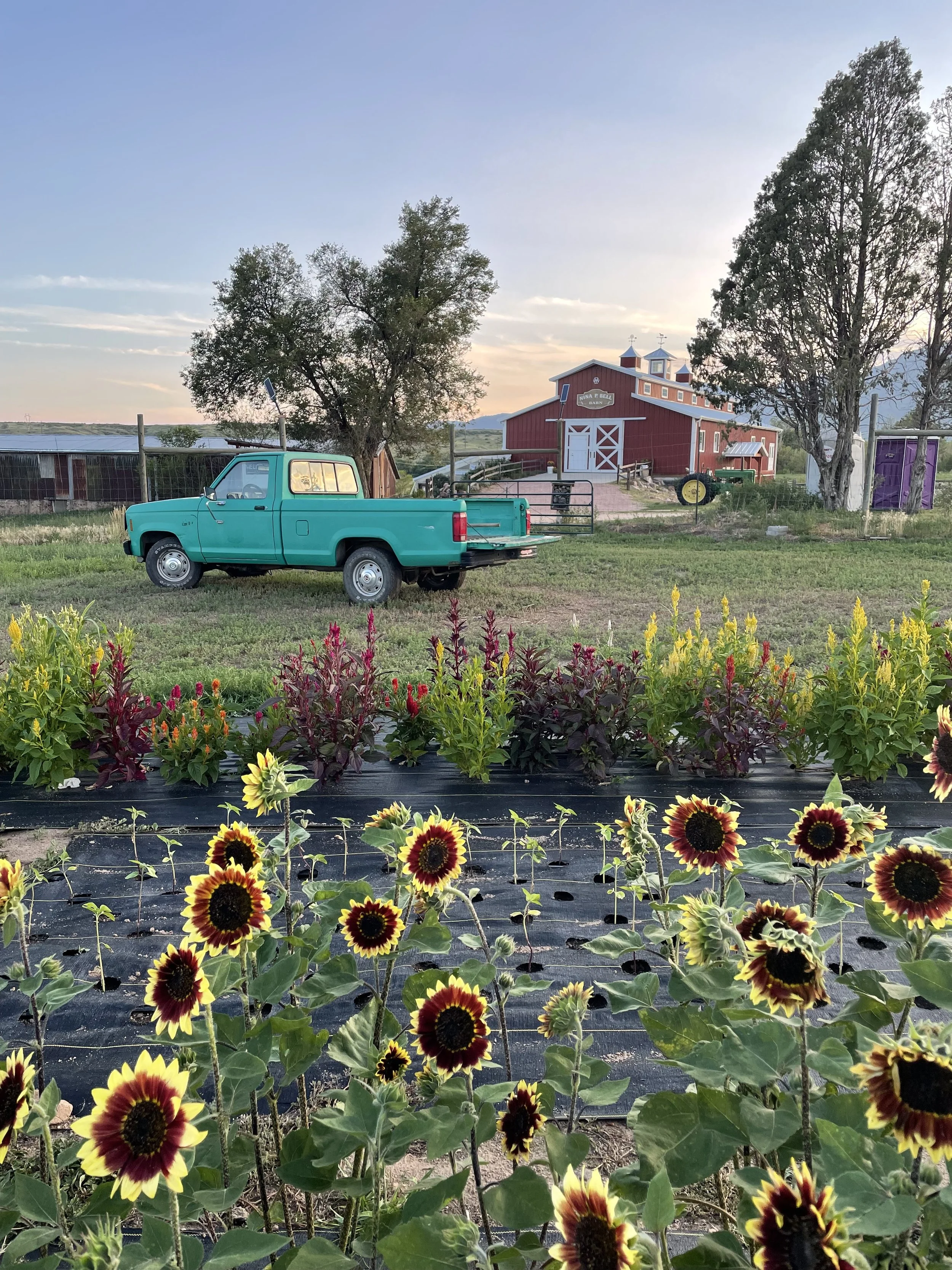 sunflowers.JPG