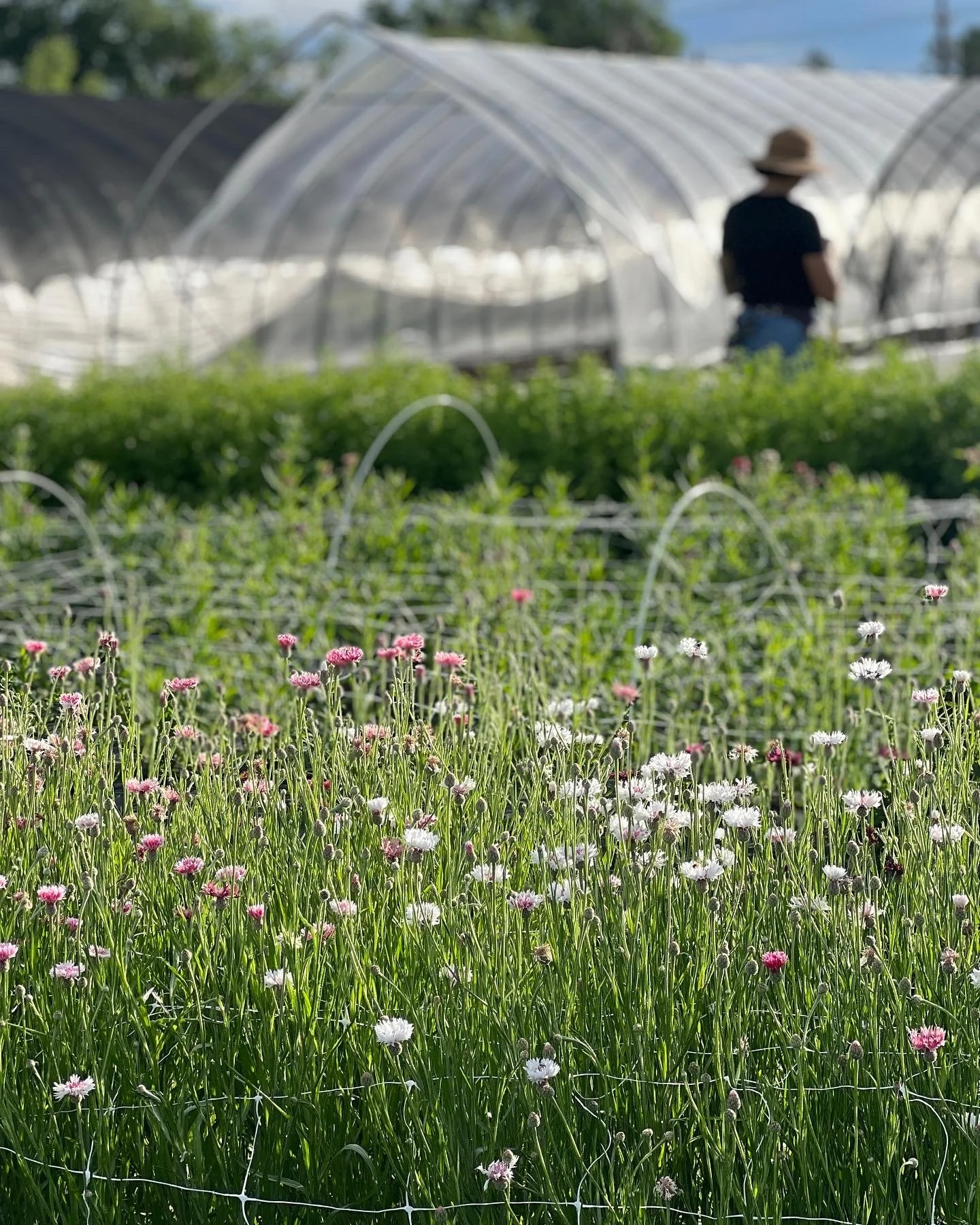 Flower Events in Colorado Springs - Yoga, Music, Brunch & More — Gather ...