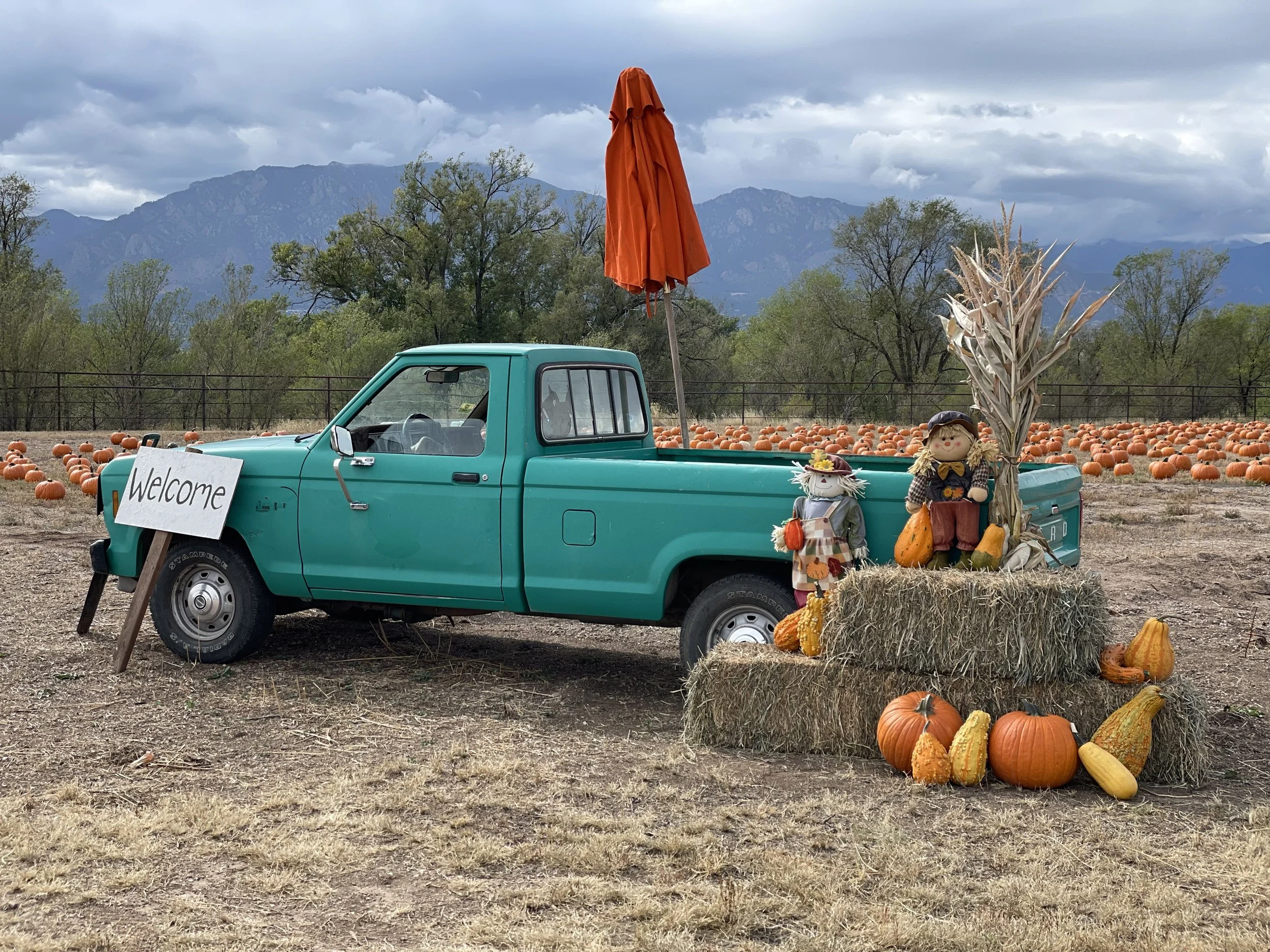 pumpkins 2.JPG