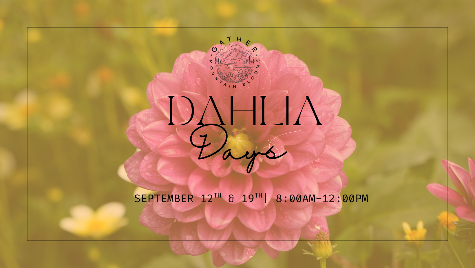 you-pick dahlia in colorado springs at flower farm