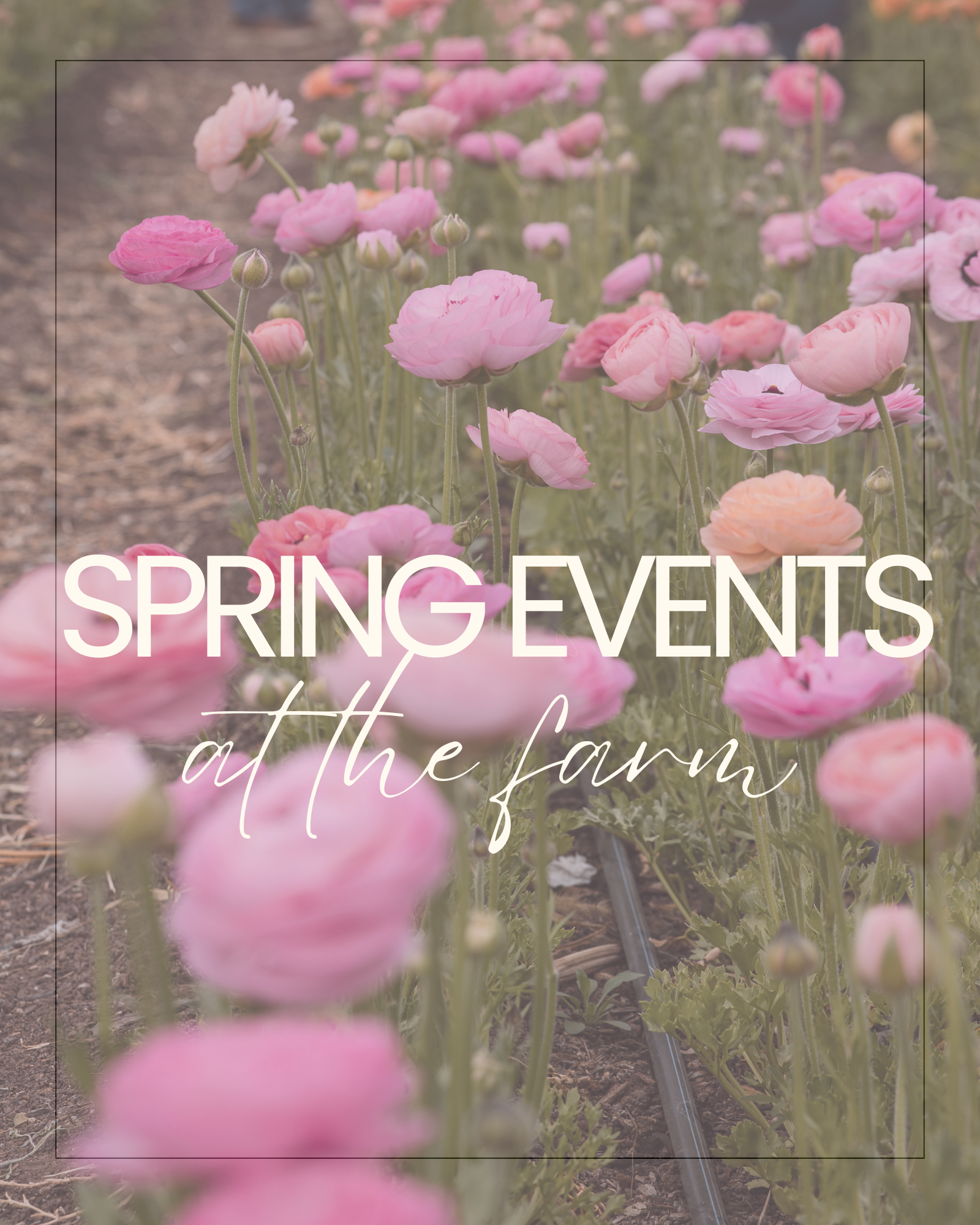 spring things to do on the flower farm