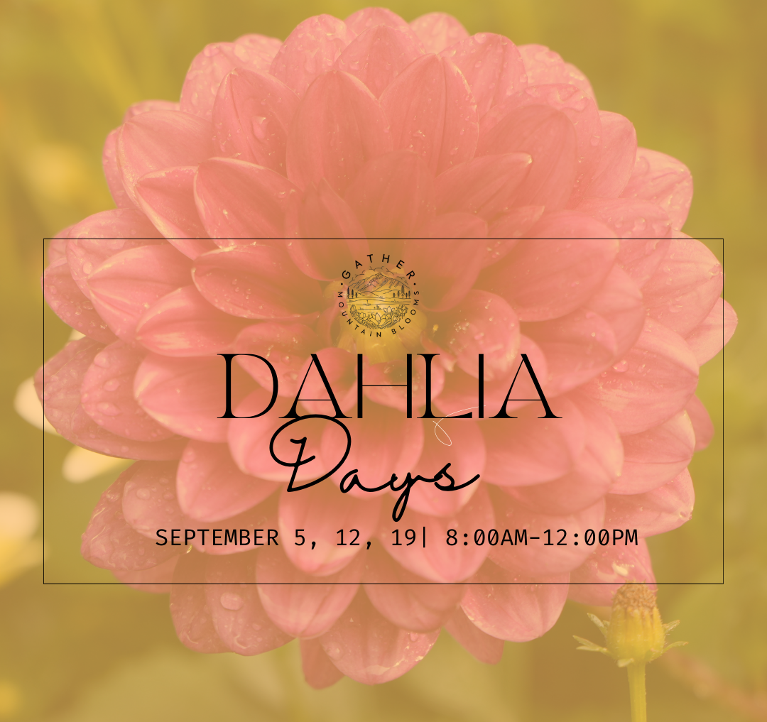 you-pick dahlia in colorado springs at flower farm