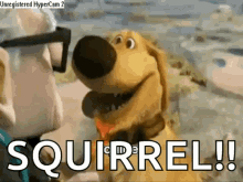 animated gif of dog distracted with a squirrel