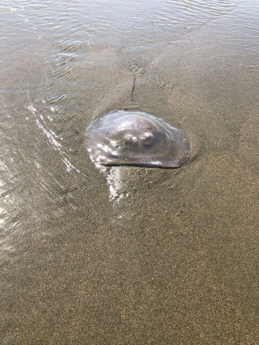 Fishing for Jellyfish