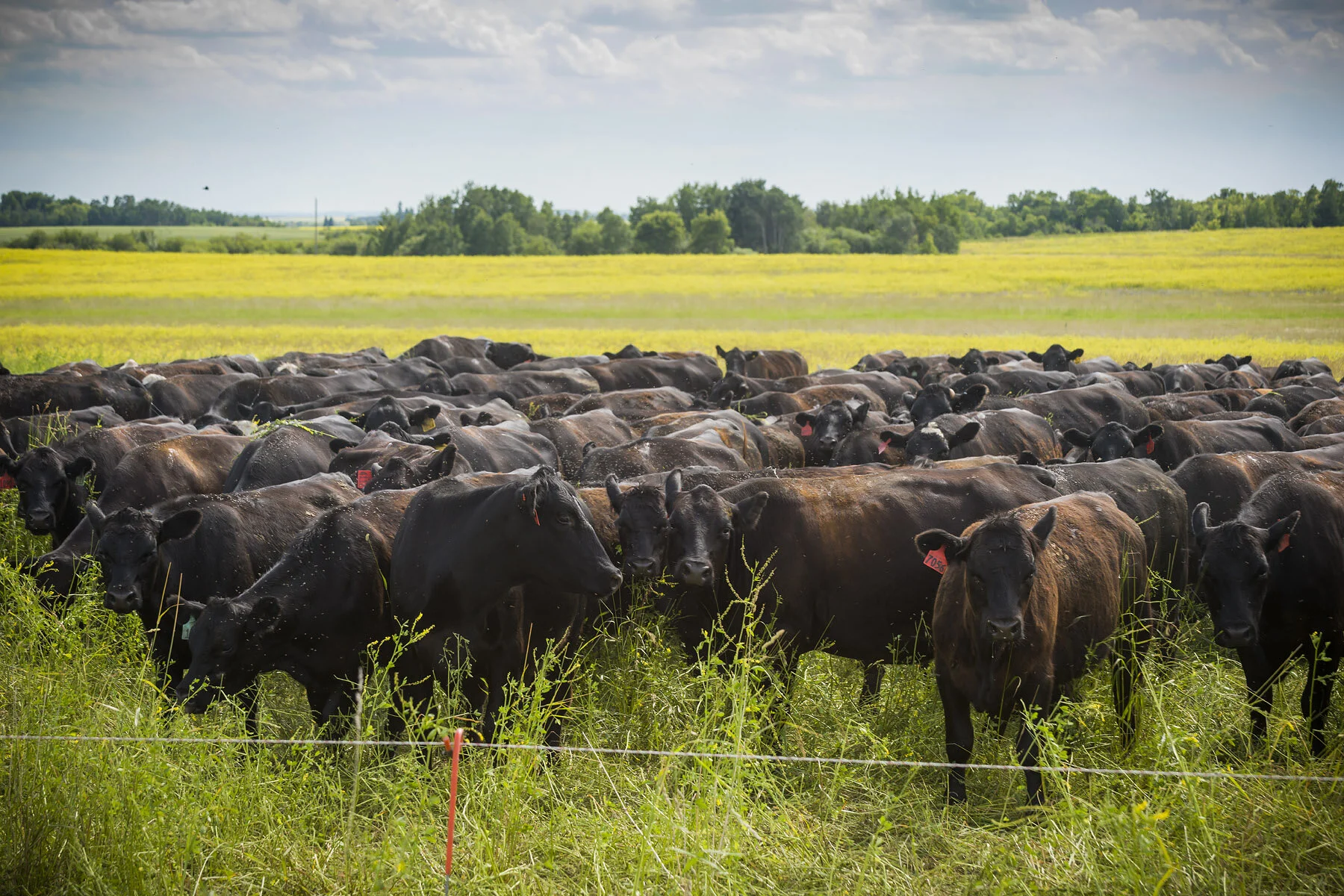 General 2 — BIODIVERSITY BEEF: Grazed by Nature