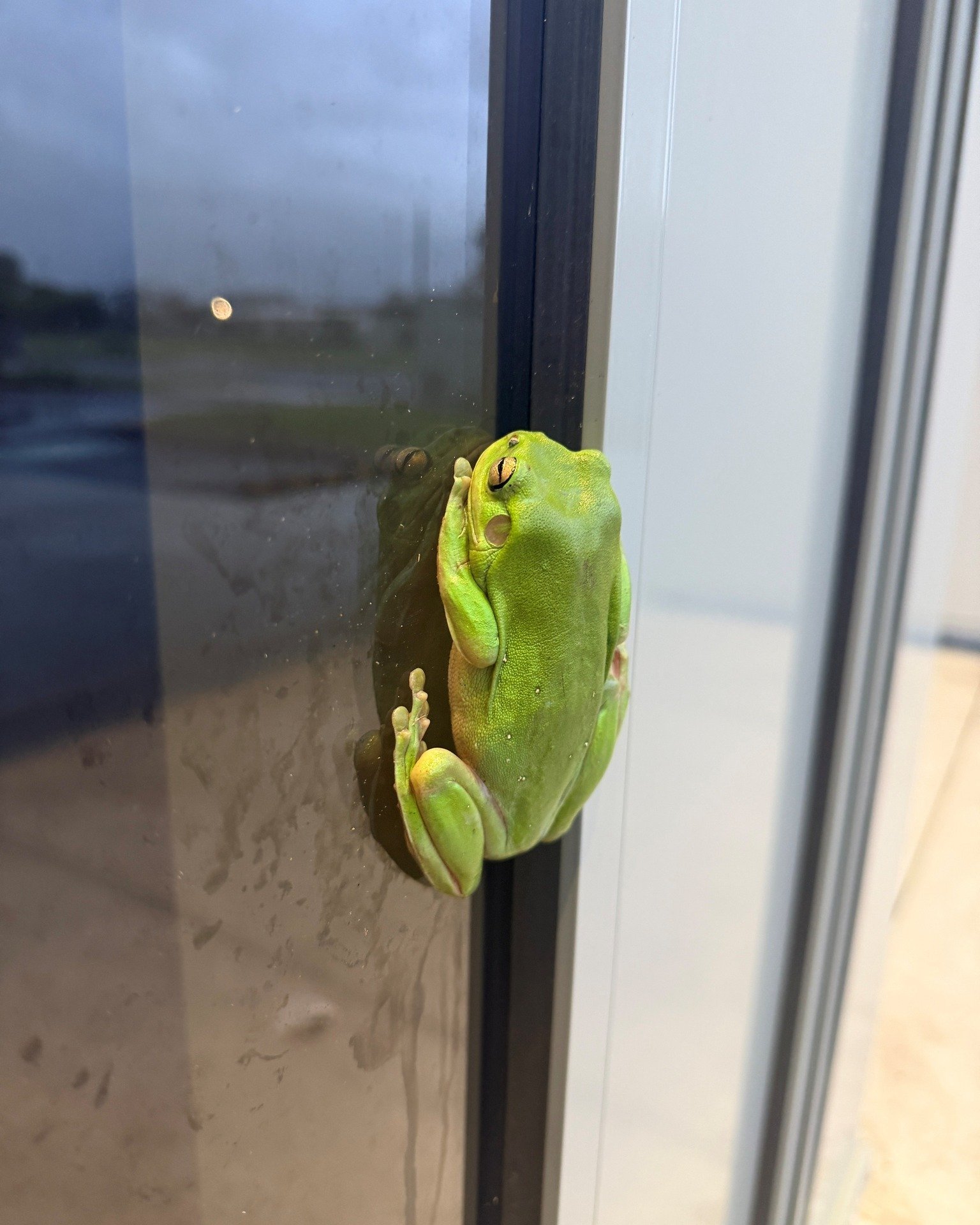 Our first official visitor to the Future Industries Hub💚

Every now and then we get visitors who do not quite comply with signing in through SwipeOn&hellip;

This one was an exception🐸