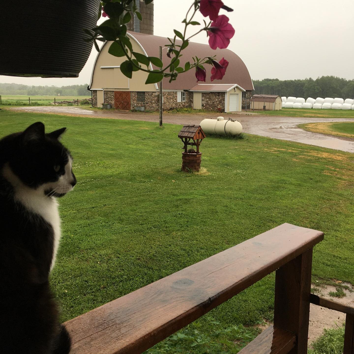 It finally rained yesterday. ❤️Some of us were more impressed with it than others. #soggypaws