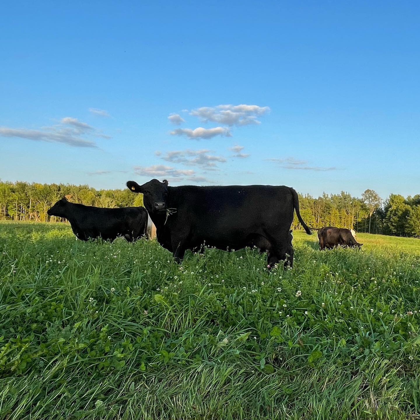 The ladies are out on the new pasture and loving it. ❤️ Looking to buy some family farm raised beef in the Chippewa Valley? Check us out! 

#lakeholcombe #familyfarms #chippewavalley #happycows #runamuckranch