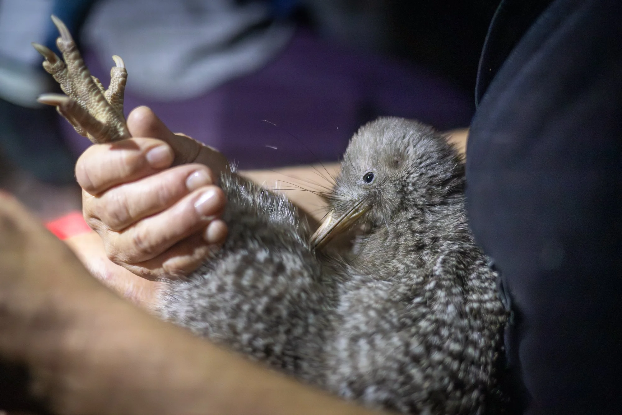 Pukupuku kiwi captured for translocation, a story followed by local and national media. 