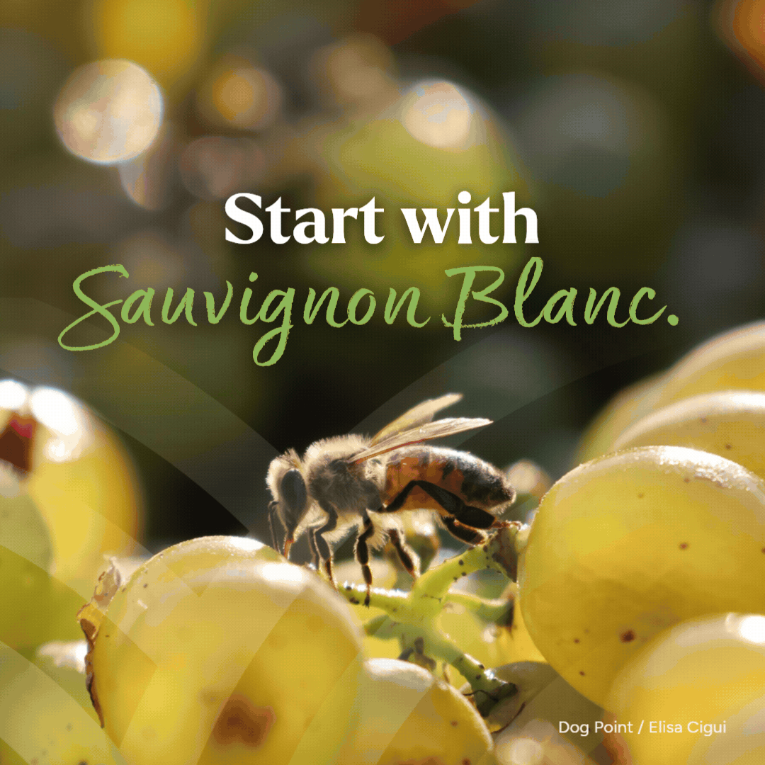 A sample of graphics we created to support the strategy for Marlborough Wine's 'Start with Marlborough' brand positioning.