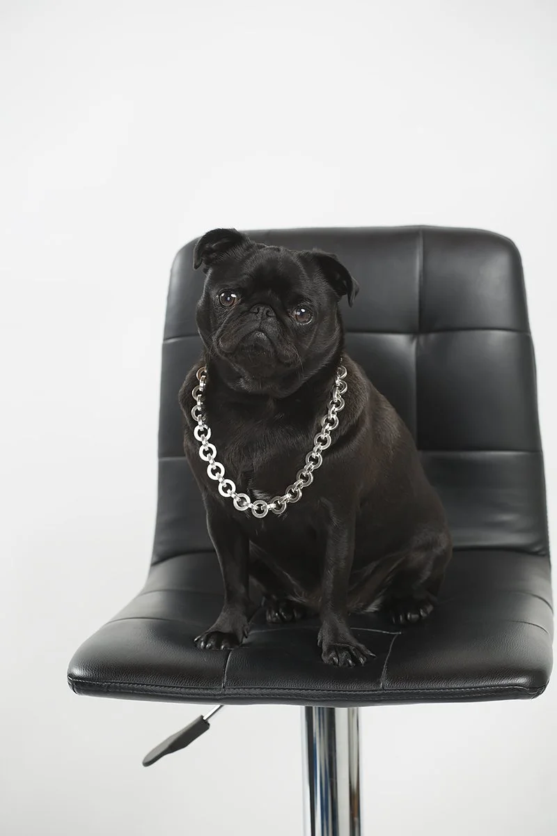 A happy accident; dogs in jewellery captured and used in a fun, digital campaign for Jens Hansen.