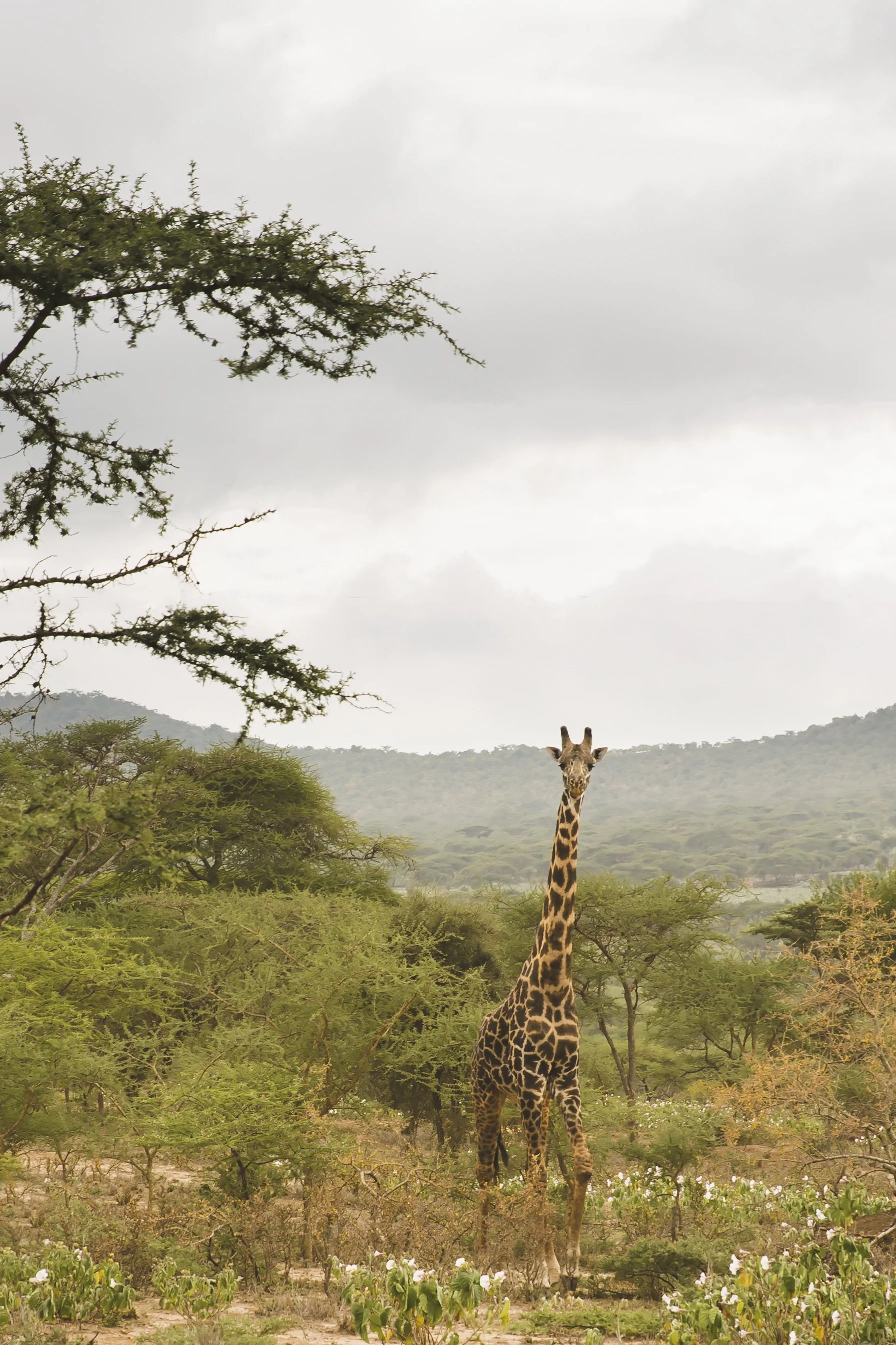 Maasai Giraffe  |  Kilimanjaro, Tanzania