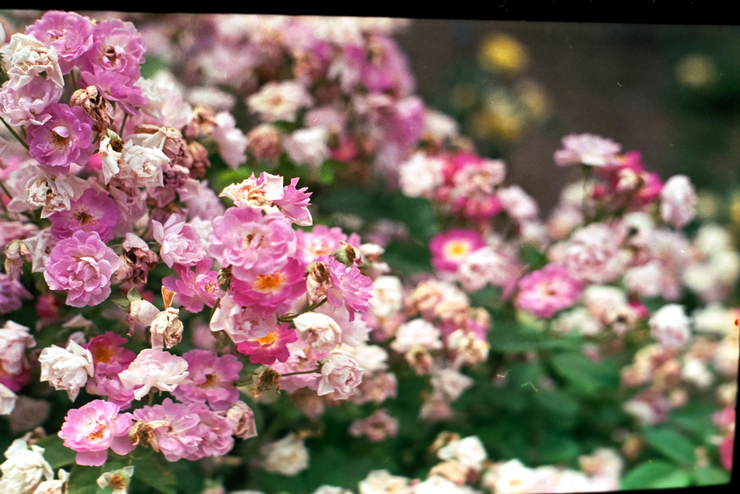 20150501_50.JPG