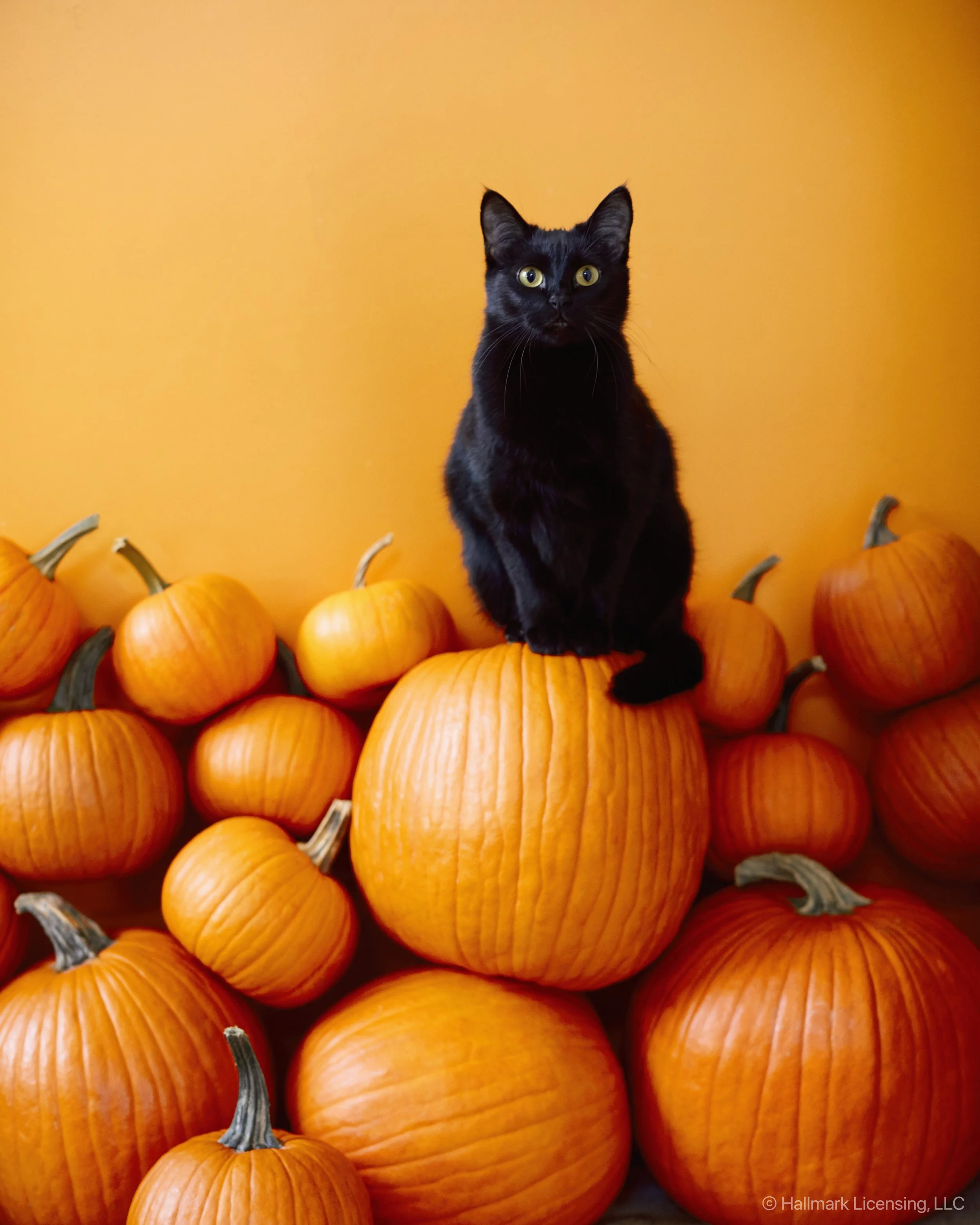 Styled by Kyndall Durkee   |   Art Direction Nate Lewis