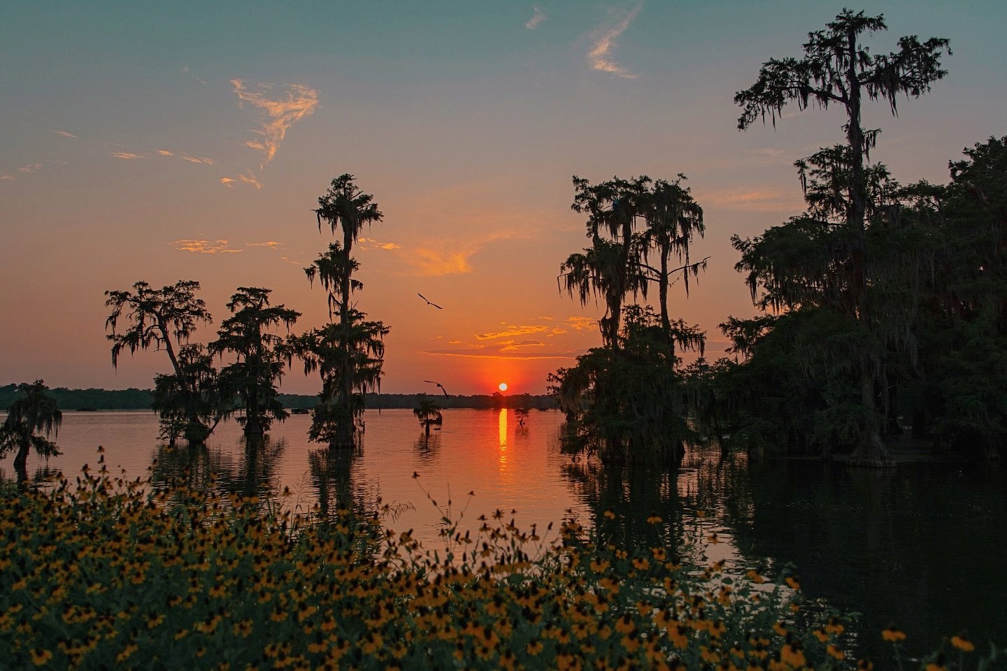 &bull; the original swamp photo for the cover of &lsquo;home of the happy&rsquo; by @jordanlahayefontenot, published on @marinerbooks x @harpercollins :: available now wherever books are sold 

5x7 prints available for a couple more book tour dates +