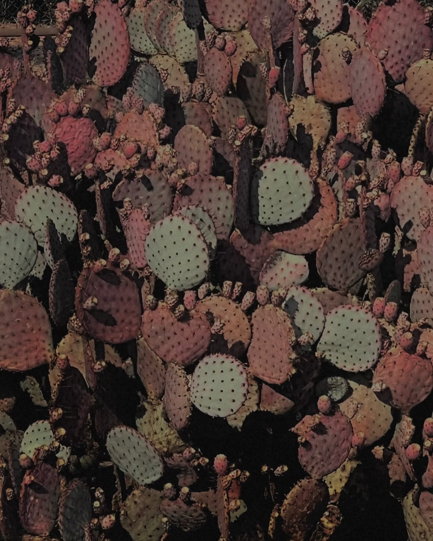 currently / lately in my western dimension

I&rsquo;ve been ruminating on the words to adequately express my experience in identity while existing deep between the swamp + desert, while watching our political climate combust into what it is in the at
