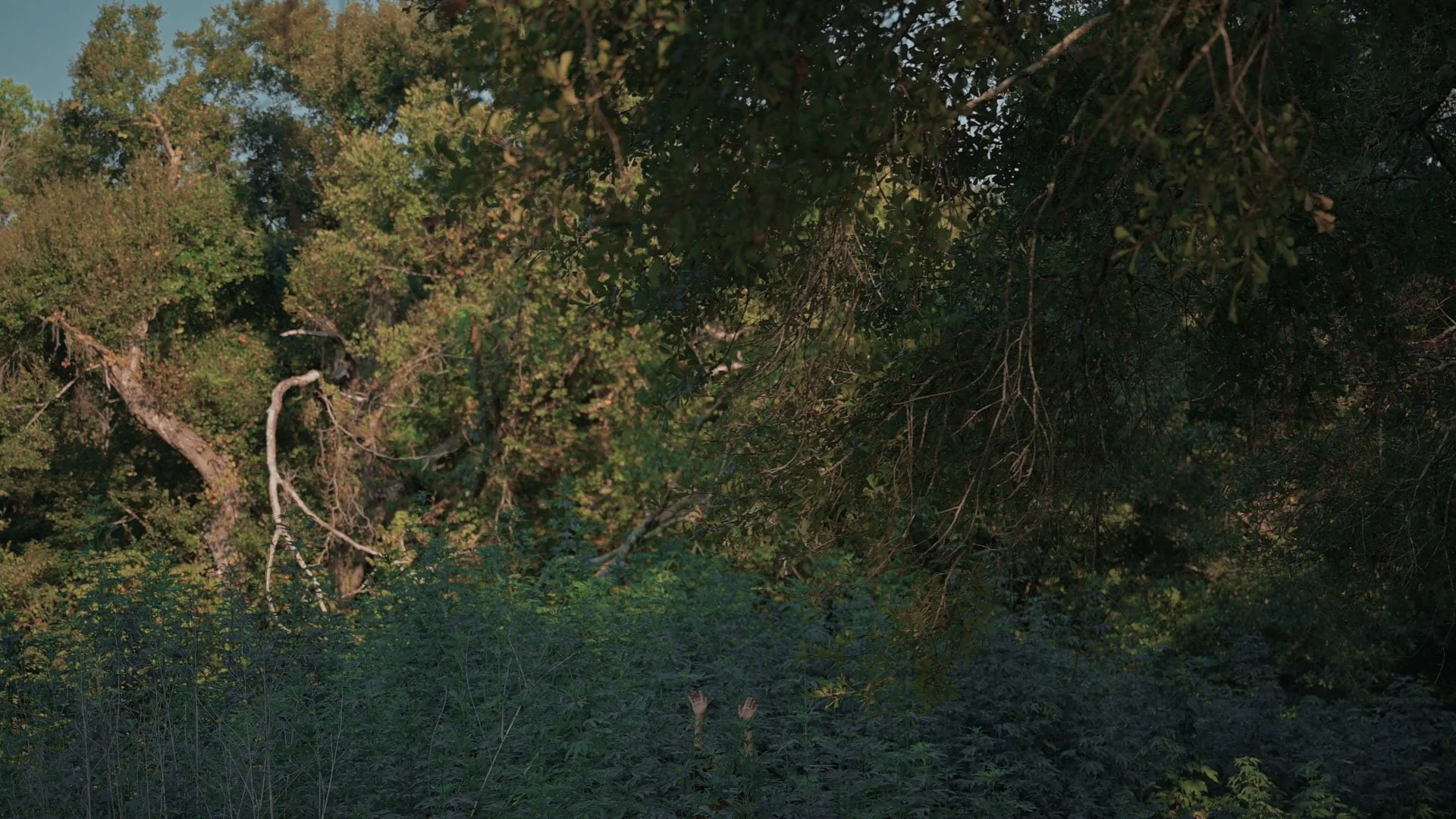 disappearing act_julie odell _still 006-1 - honest art - web.jpg